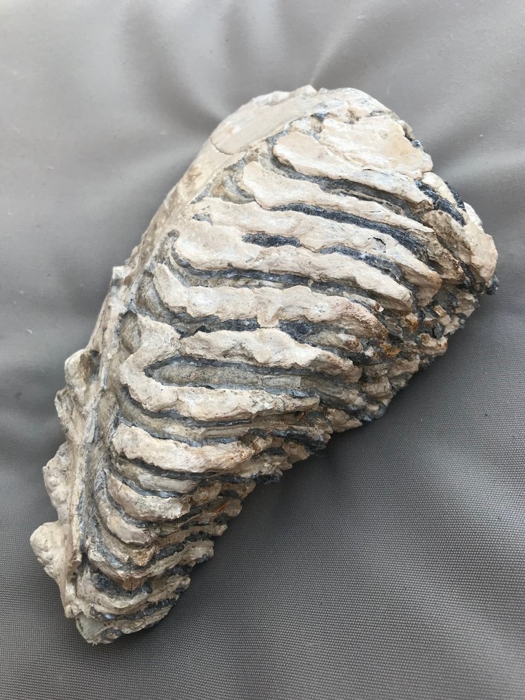 mammut - Fossil tand - 24 cm - 15 cm #1.1