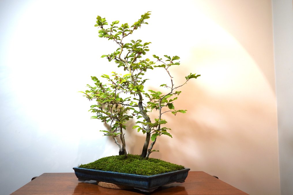 Bonsai buk (fagus) - Wysokość (drzewko): 77 cm - Głębokość (drzewko): 68 cm - Japonia #1.1