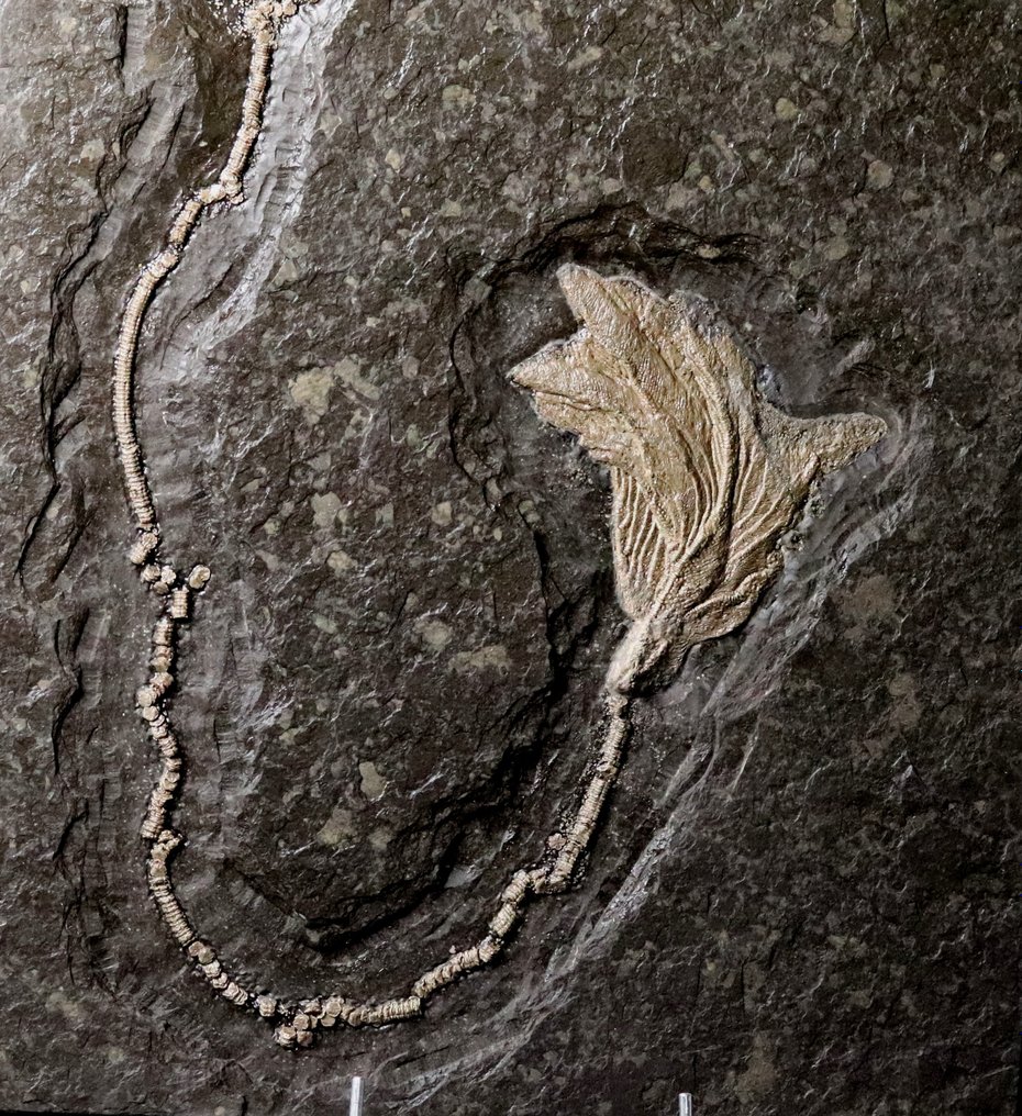 Hermoso crinoideo con tallo largo. - Animal fosilizado - Seirocrinus subangularis - 46.5 cm - 43.5 cm #2.2