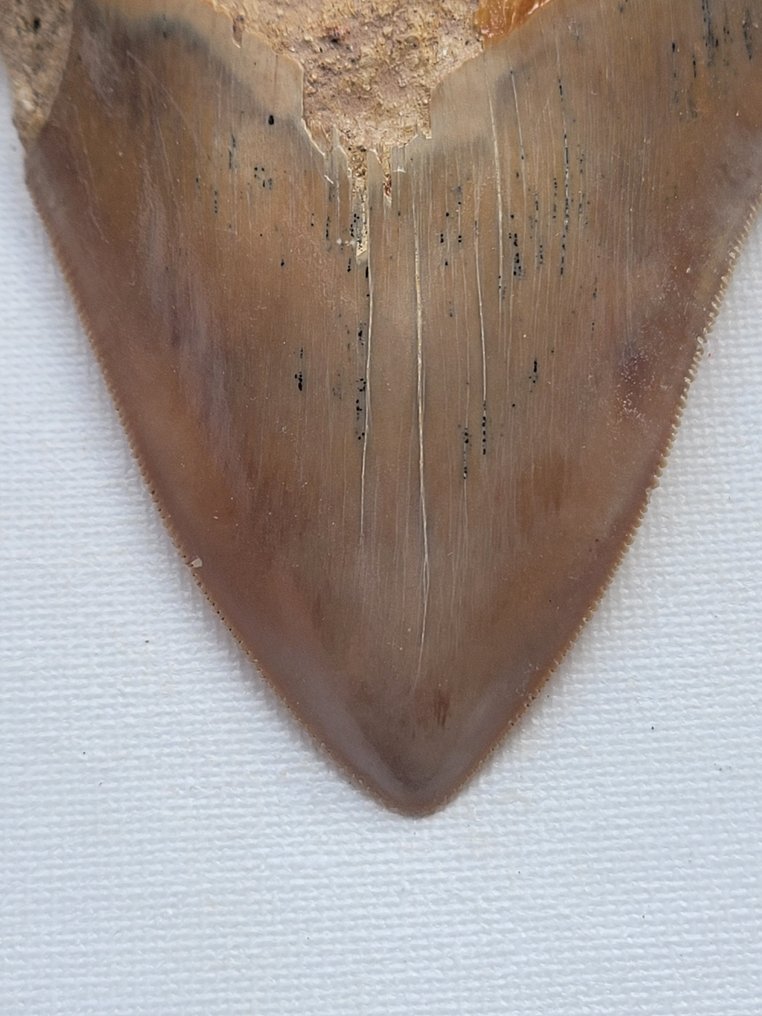 Megalodon - Skamieniały ząb - 11 cm - 8.8 cm #1.2