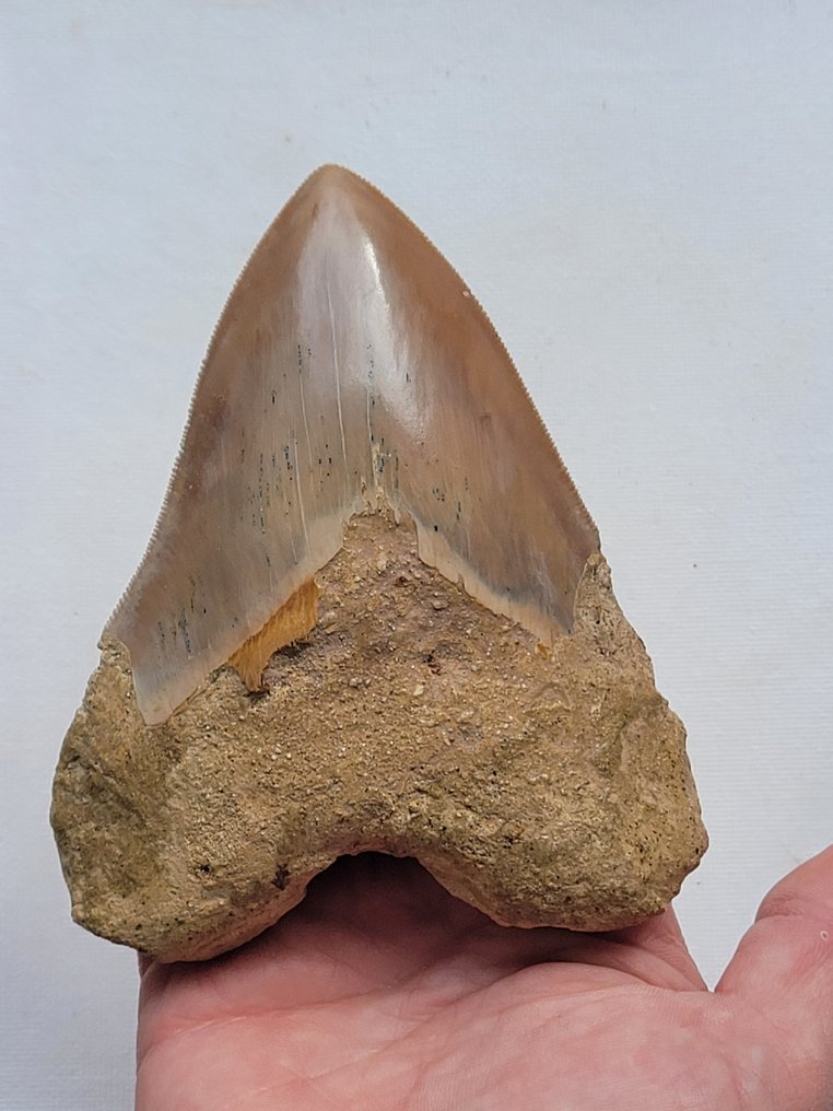 Megalodon - Skamieniały ząb - 11 cm - 8.8 cm #1.1