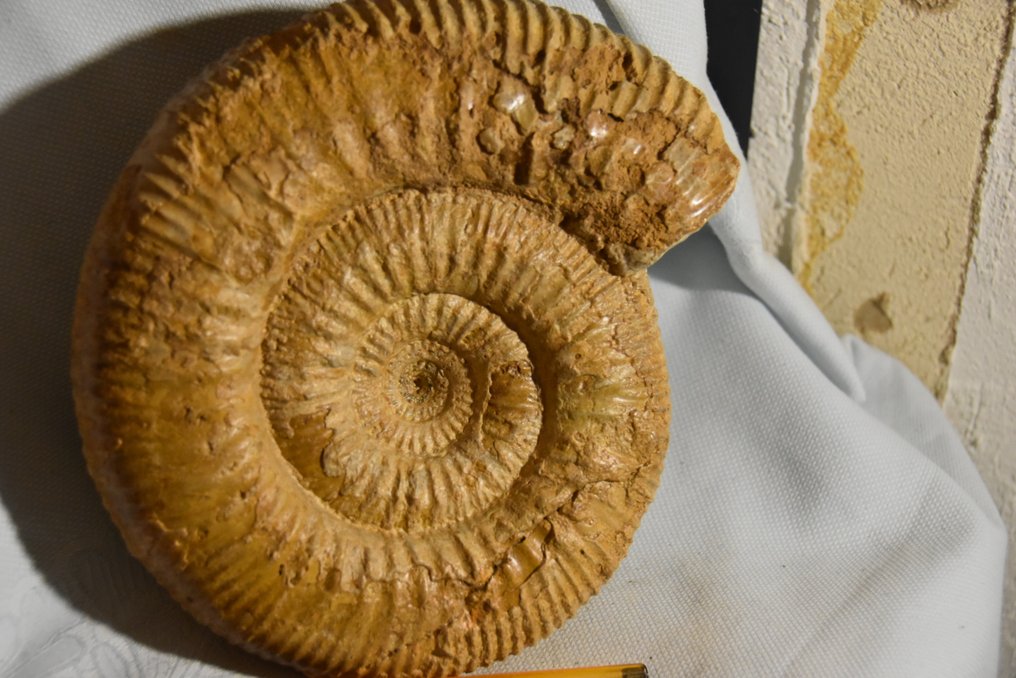 Ammonite - Animale fossilizzato - grande Stéphanoceras umbilicum bajocien de Caen - 220 mm - 220 mm #2.2