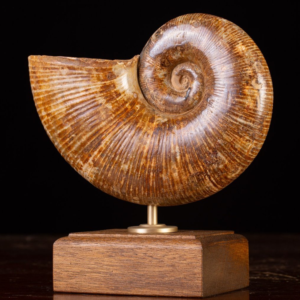 Vakker ammonittfossil Lytoceras Fossil skjell - Museo Grade - Høyde: 215 mm - Bredde: 210 mm- 2600 g #4.3