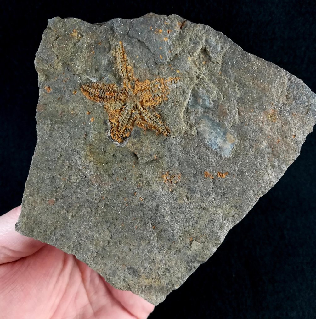 Látványos tengeri csillag - Fosszilizálódott állat - Siluraster perfectus (Jaekel, 1903) - 10.5 cm - 10.5 cm #1.3