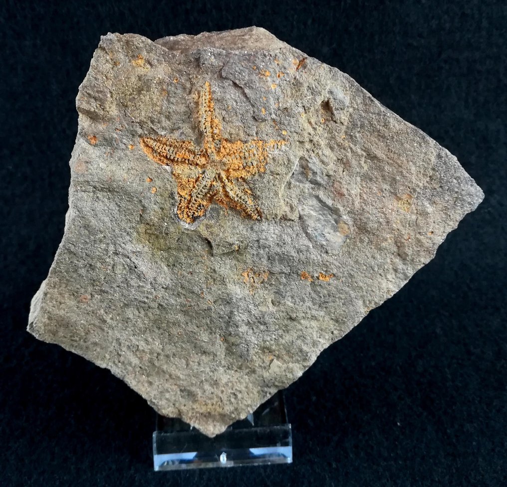Spektakulære sjøstjerner - Fossile dyr - Siluraster perfectus (Jaekel, 1903) - 10.5 cm - 10.5 cm #2.1