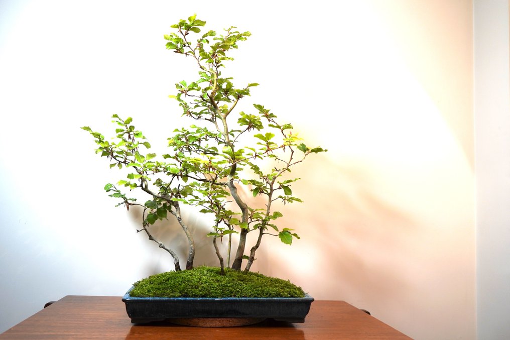 Bonsai buk (fagus) - Wysokość (drzewko): 77 cm - Głębokość (drzewko): 68 cm - Japonia #2.1