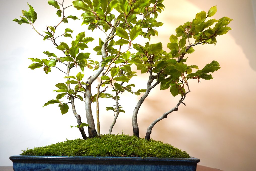 Bonsai buk (fagus) - Wysokość (drzewko): 77 cm - Głębokość (drzewko): 68 cm - Japonia #3.1