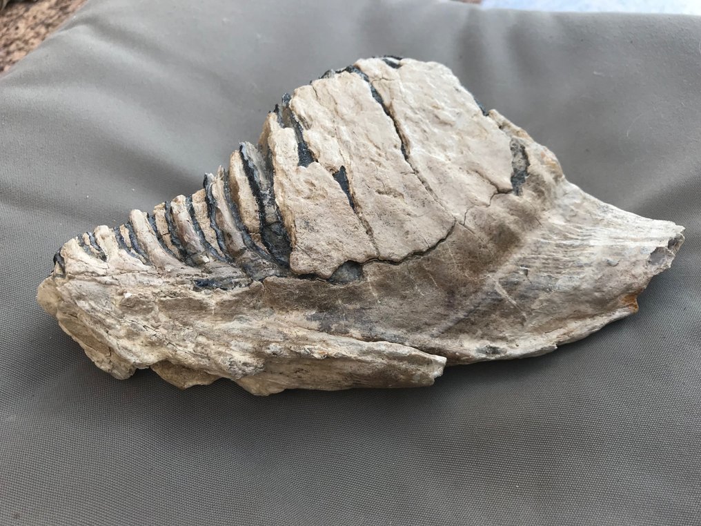 mammut - Fossil tand - 24 cm - 15 cm #2.1