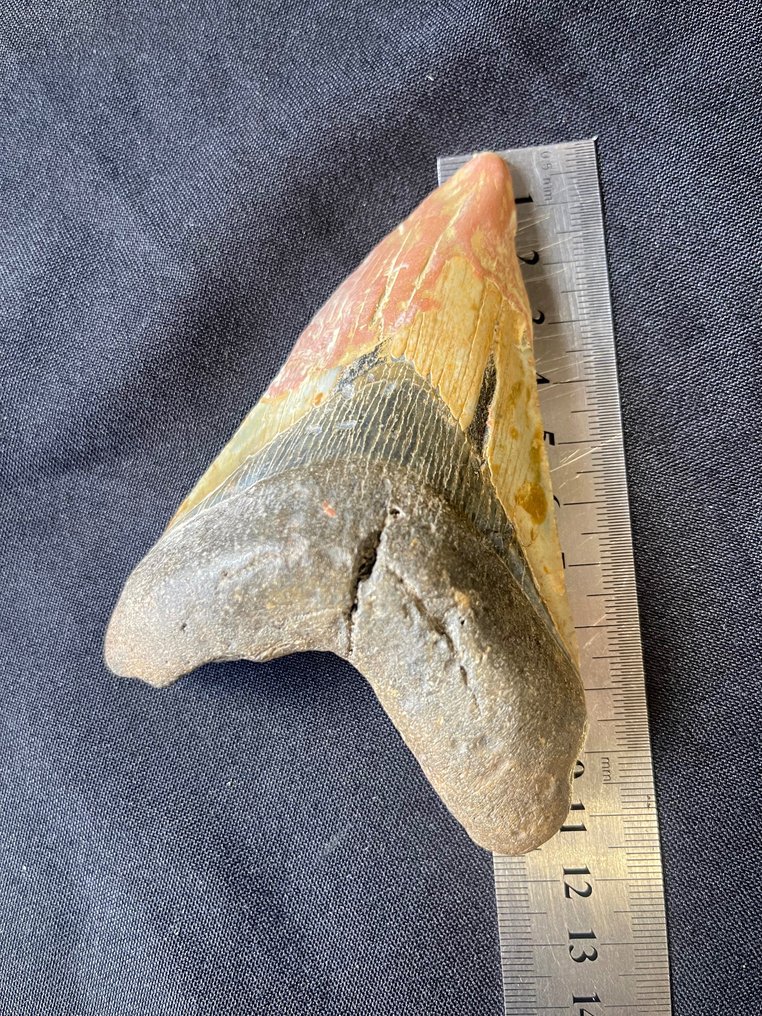 Ząb Megalodona - Skamieniałe zęby - 11.5 cm - 8 cm #2.1