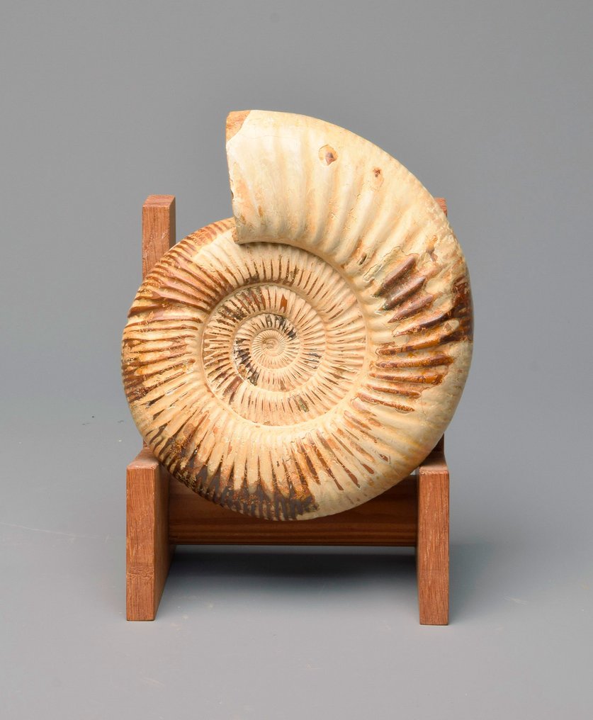 Ammonite - Animal fossilisé - Kranaosphinctes sp. - 19 cm #1.0