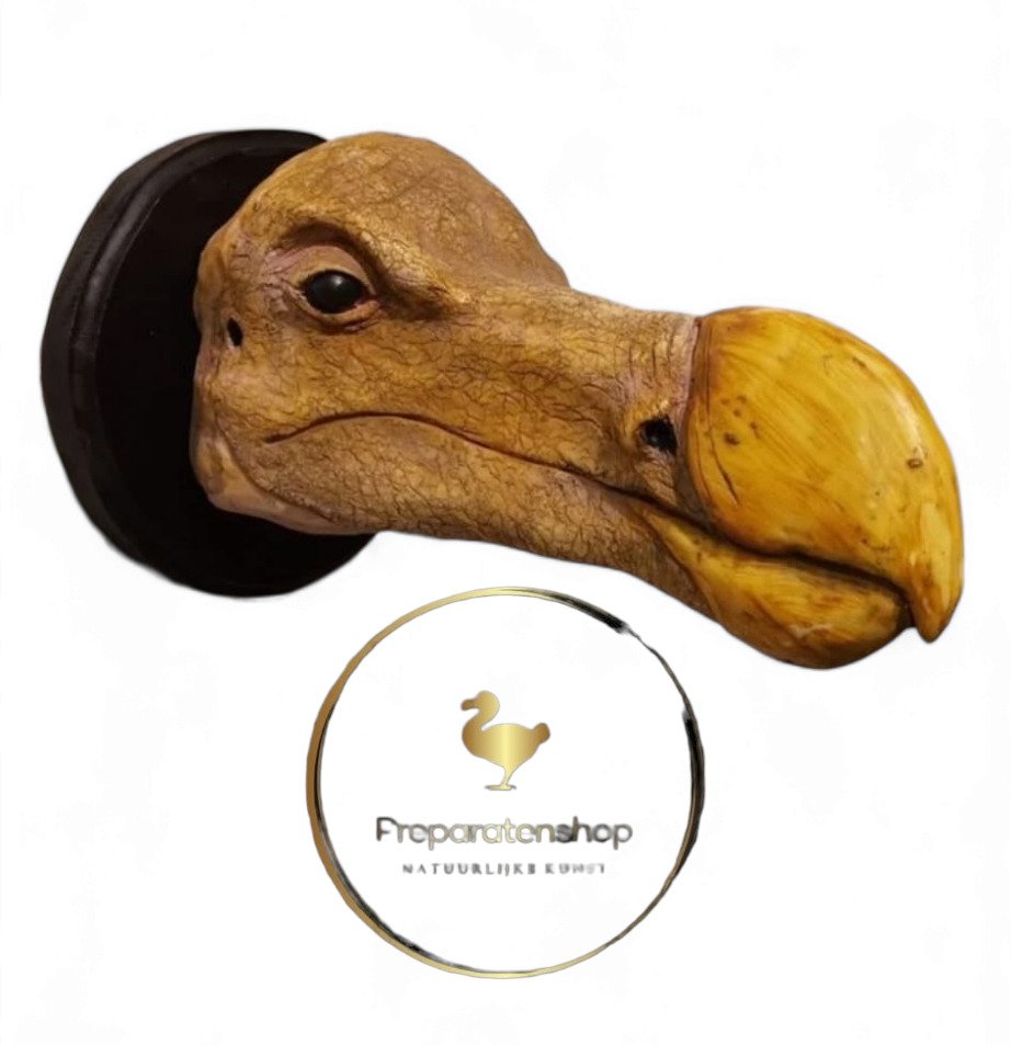 Replica Dodo Skull - Raphus cucullatus - 0 cm - 0 cm - 22 cm- non-CITES species #2.1
