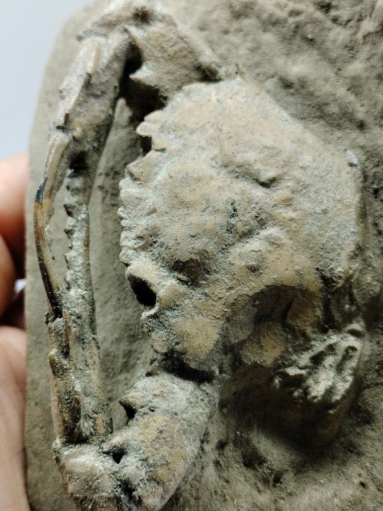 Crabe épineux - Animal fossilisé - Charybdis - 45 mm - 125 mm #3.2