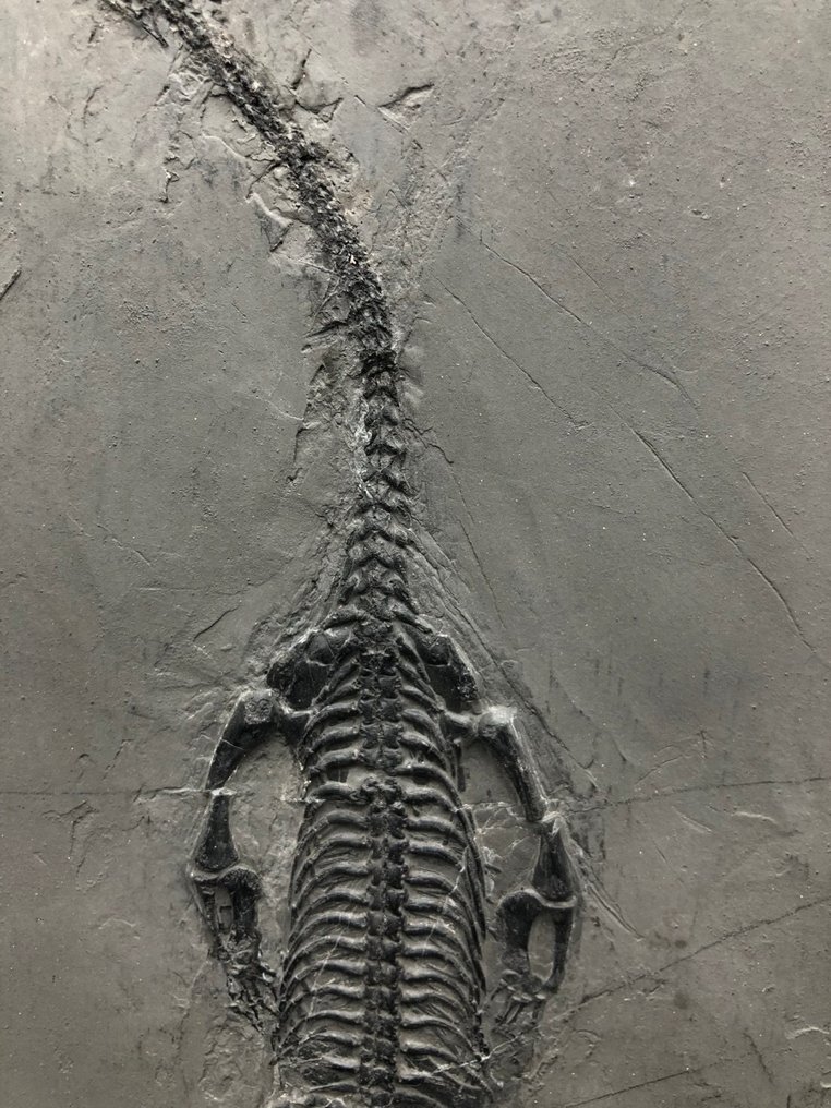 Fossil - Απολιθωμένη μήτρα - Keichousaurus sp. - 32 cm - 18 cm #2.1