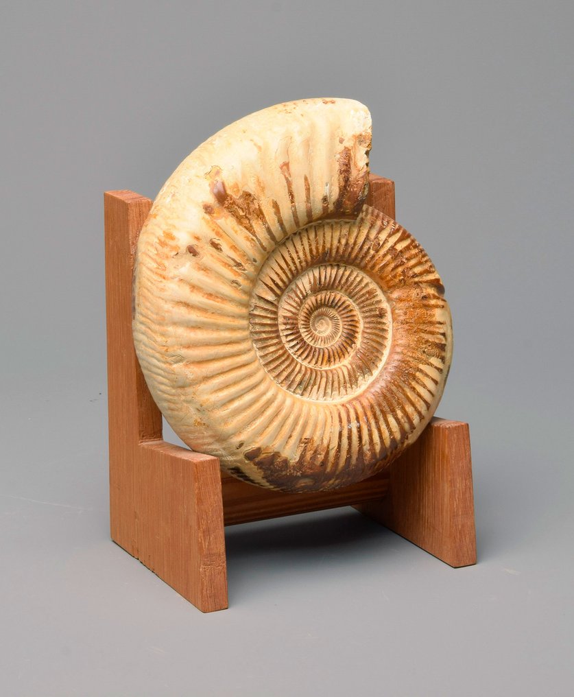 Ammonite - Animal fossilisé - Kranaosphinctes sp. - 19 cm #4.3