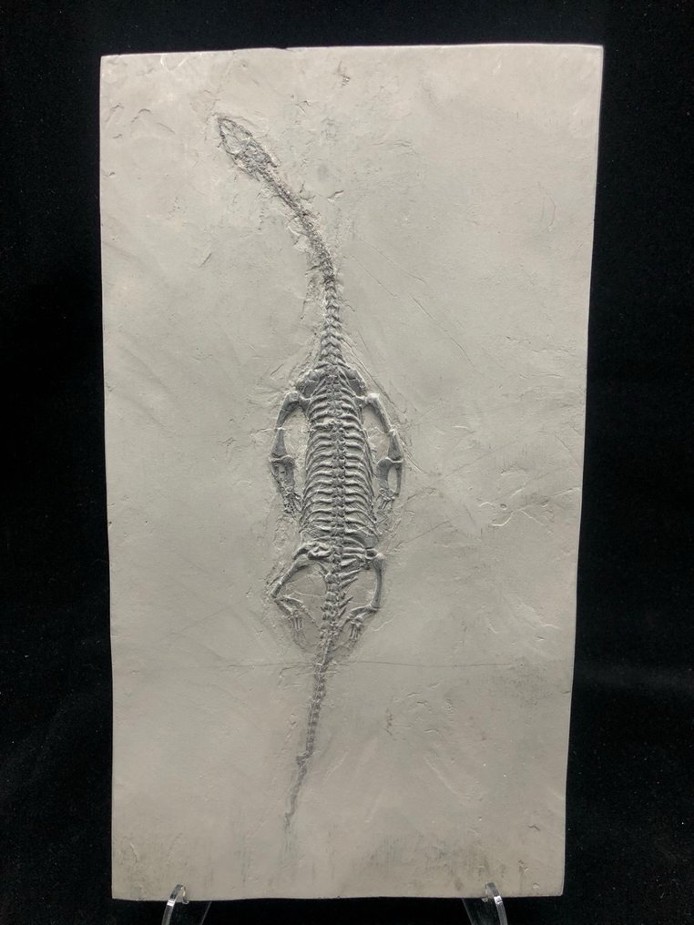 Fossil - Απολιθωμένη μήτρα - Keichousaurus sp. - 32 cm - 18 cm #1.1