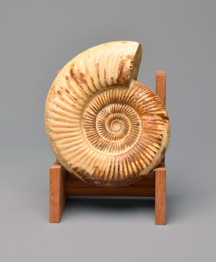 Ammonite - Animal fossilisé - Kranaosphinctes sp. - 19 cm #3.2