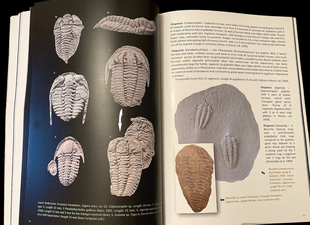Φιγούρα στο βιβλίο Maroccan trilobites - Απολιθωμένο ζώο - 2 especimenes de Euloma + 1 de Parabathycheilus #2.1
