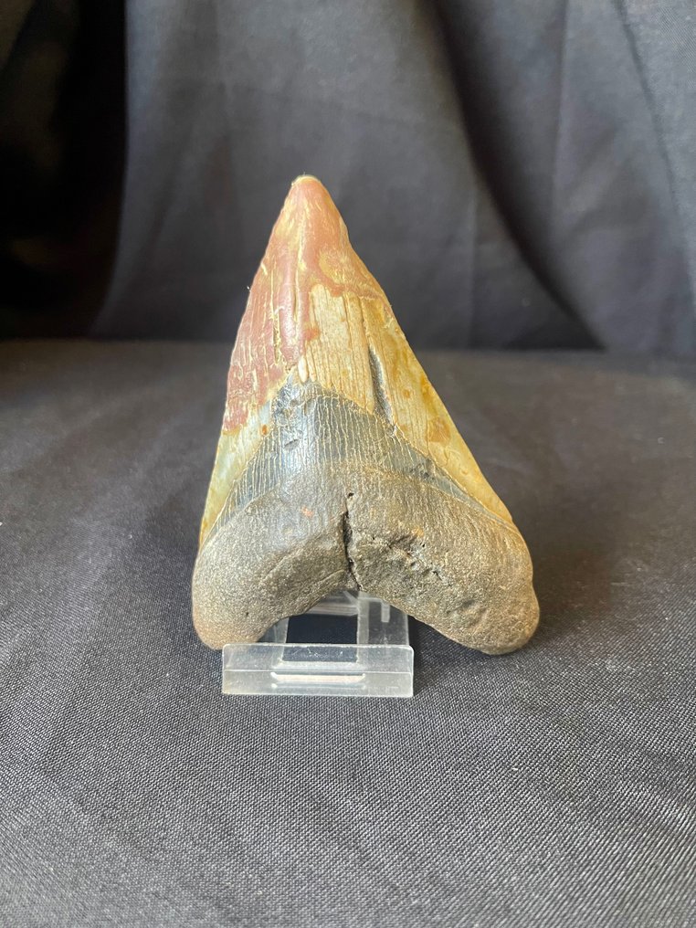 Megalodon tand - Fossile tænder - 11.5 cm - 8 cm #1.2