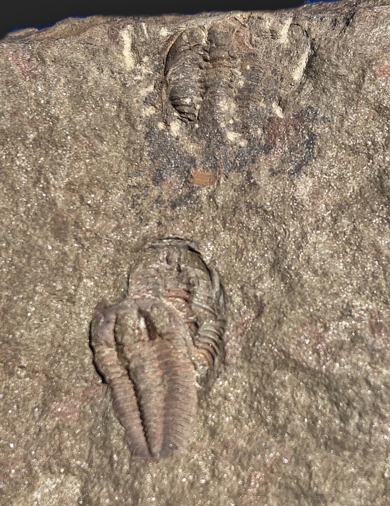 Φιγούρα στο βιβλίο Maroccan trilobites - Απολιθωμένο ζώο - 2 especimenes de Euloma + 1 de Parabathycheilus #3.1