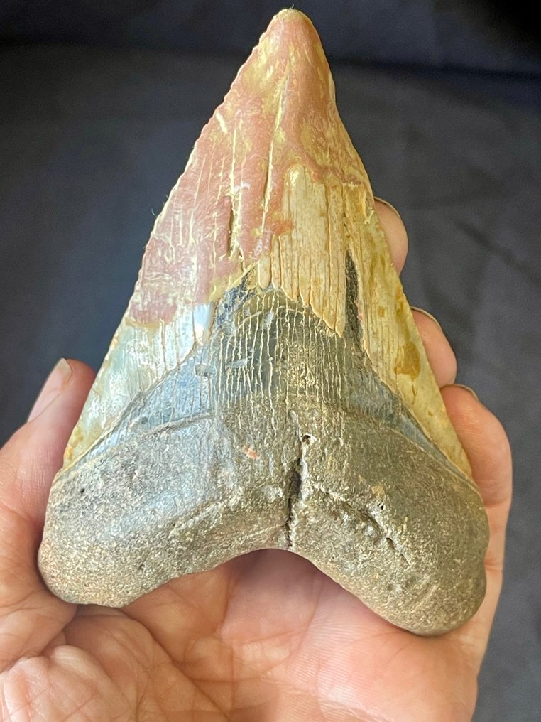 Dent de mégalodon - Dents fossiles - 11.5 cm - 8 cm #1.1