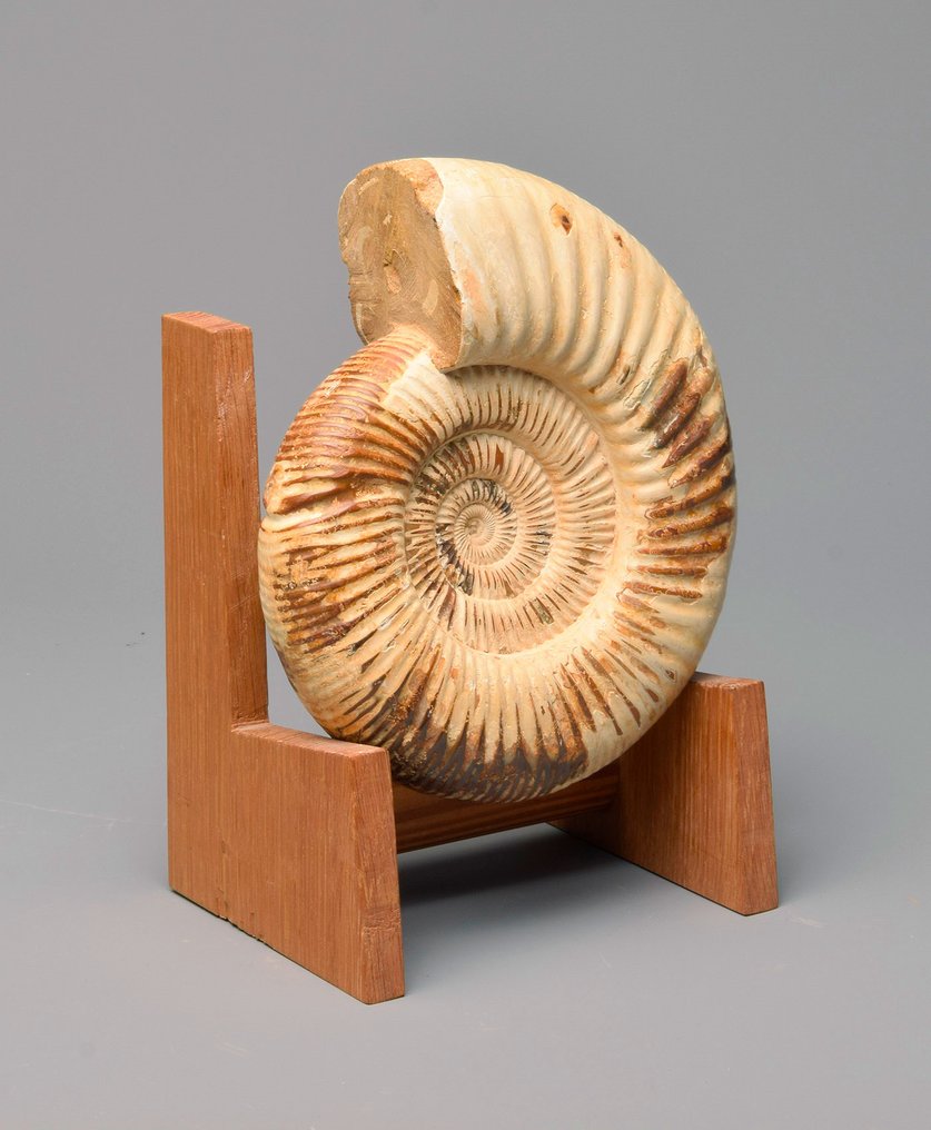 Ammonite - Animale fossilizzato - Kranaosphinctes sp. - 19 cm #1.2