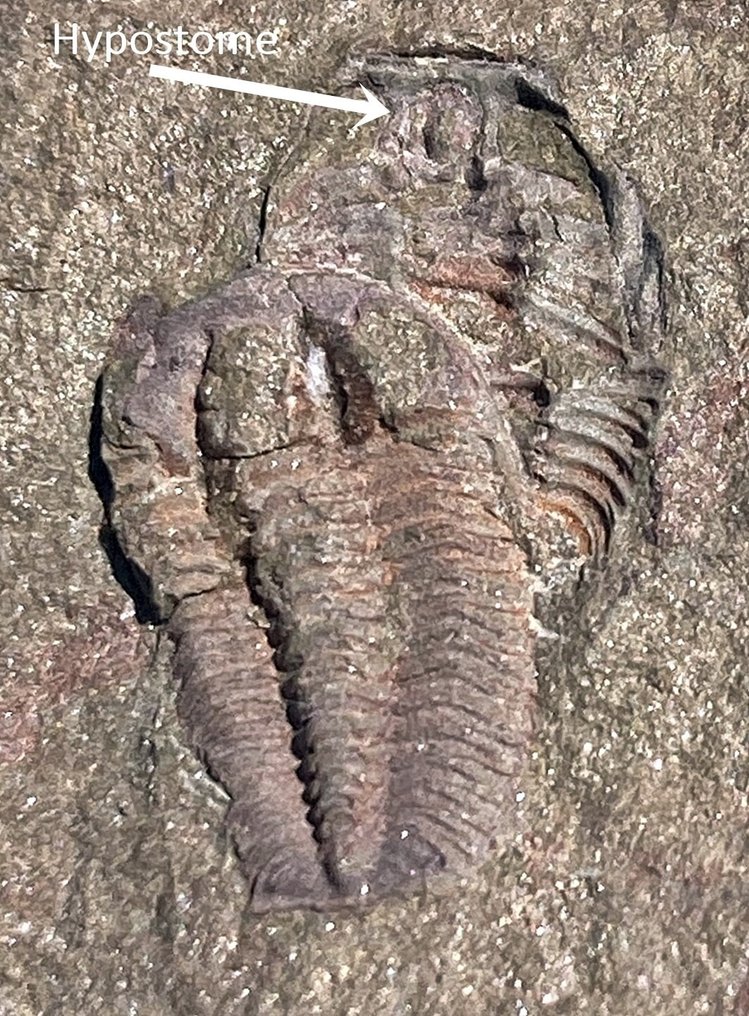 Φιγούρα στο βιβλίο Maroccan trilobites - Απολιθωμένο ζώο - 2 especimenes de Euloma + 1 de Parabathycheilus #1.1