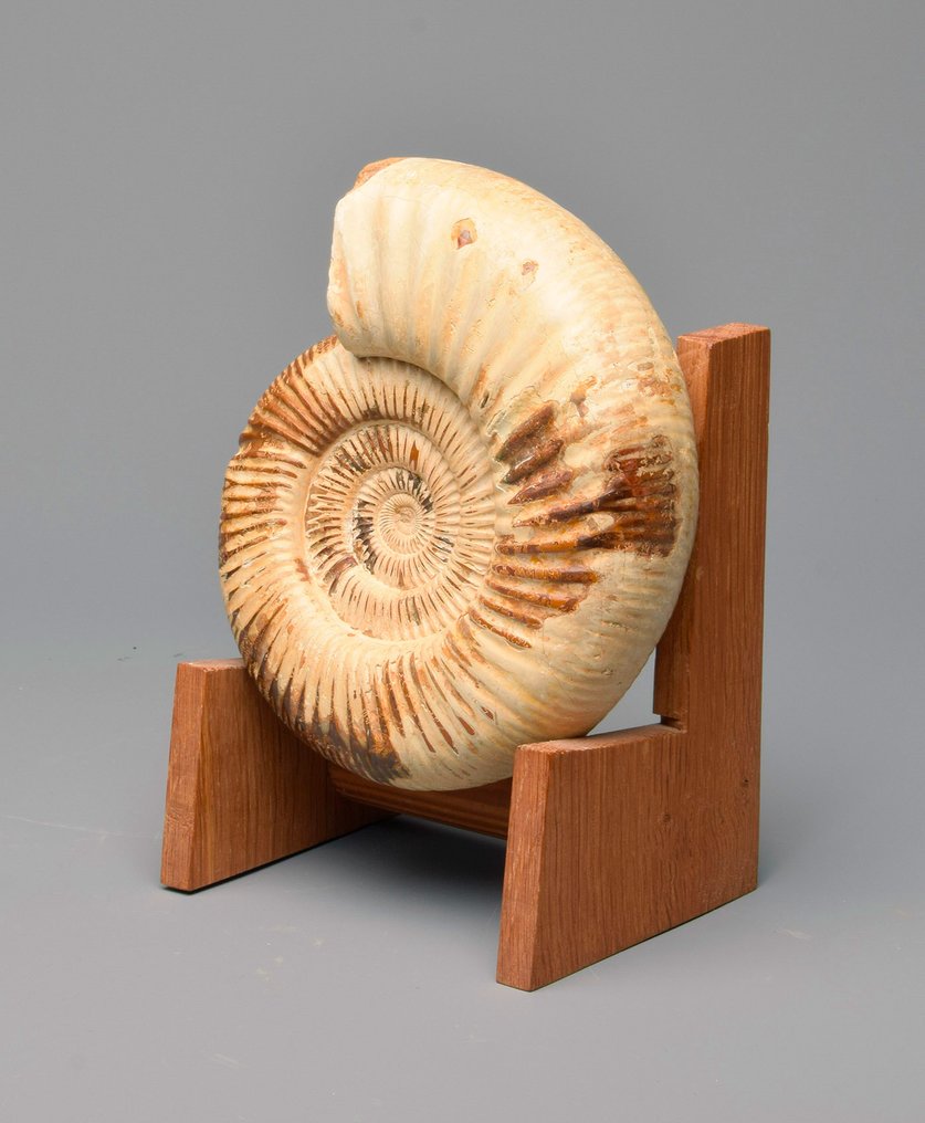 斑彩螺 - 动物化石 - Kranaosphinctes sp. - 19 cm #2.1
