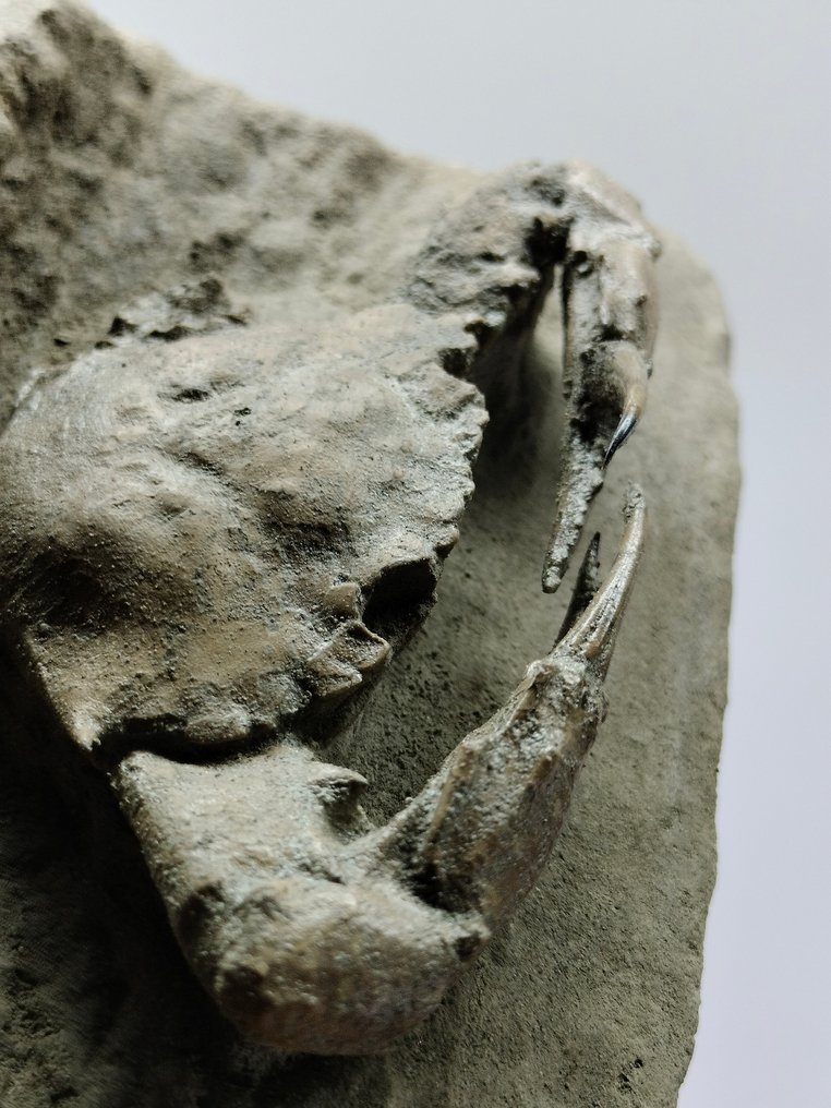 Crabe épineux - Animal fossilisé - Charybdis - 45 mm - 125 mm #1.2