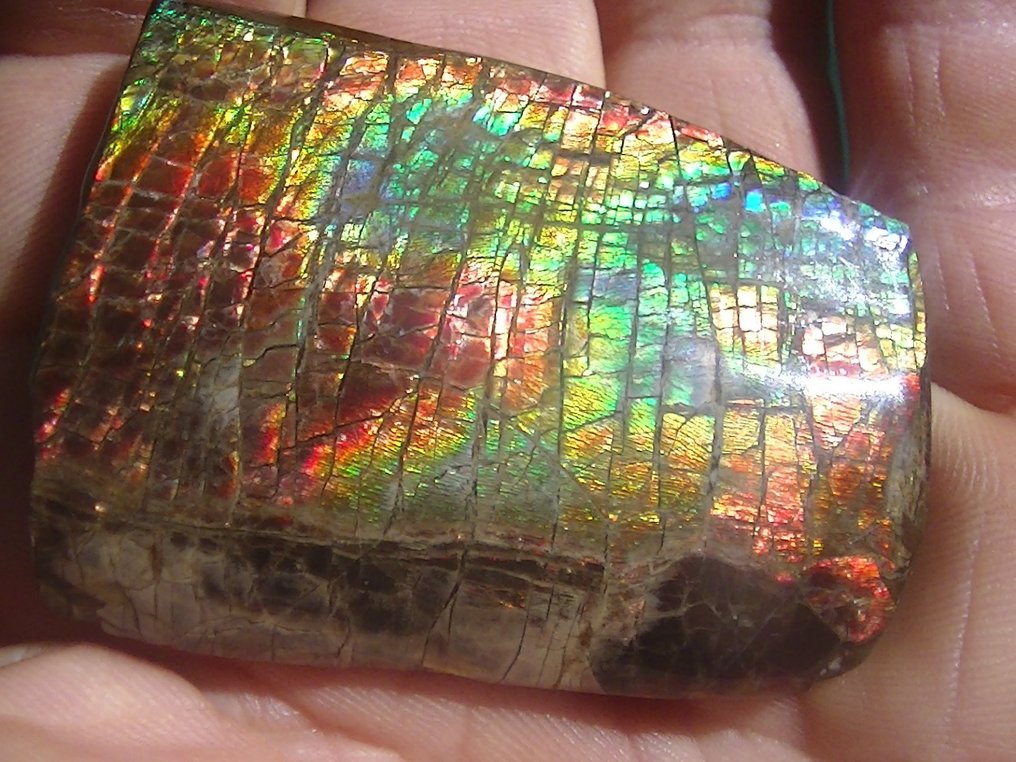 Ammolite - Απολιθωμένο κέλυφος - Placenticeras - 5.7 cm - 4 cm #1.1