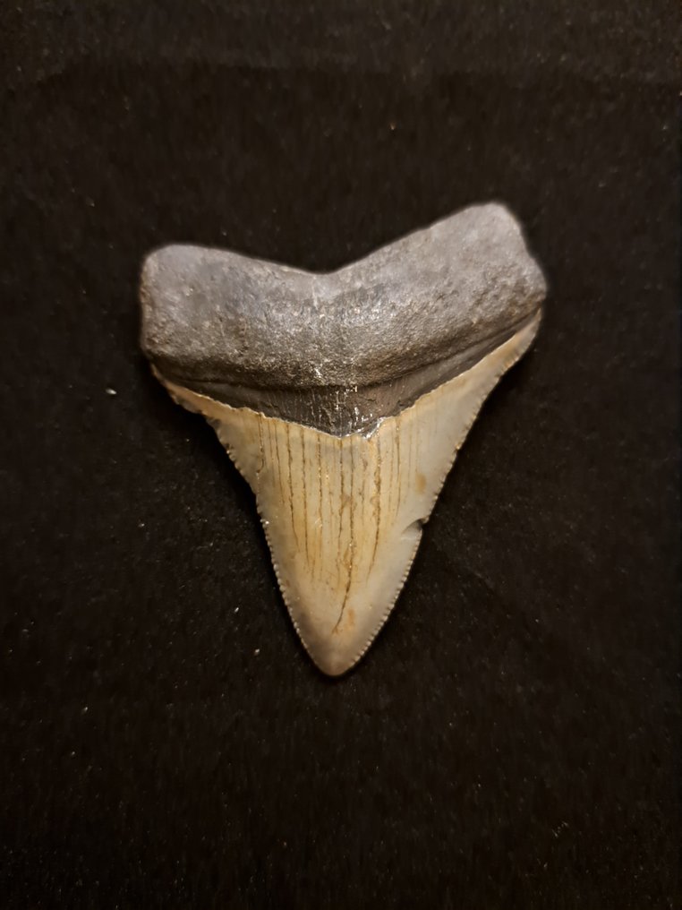 Megalodon - Fossil tand - huge authentic USA MEGALODON TOOTH - 6 cm - 5 cm  (Ingen mindstepris) #1.1