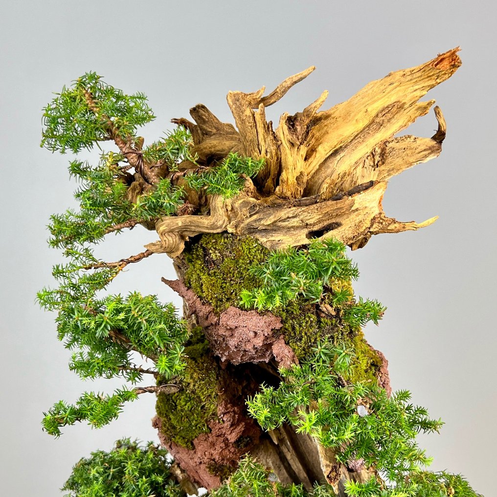 Chamaecypariksen huippupiste - Korkeus (puu): 51 cm - Syvyys (puu): 35 cm - Portugali #1.2