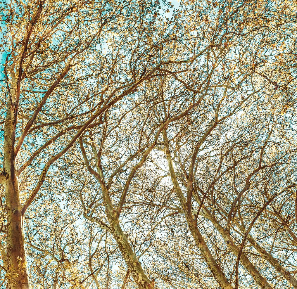 Jorge Omeñaca - Vaiven forest #4.3