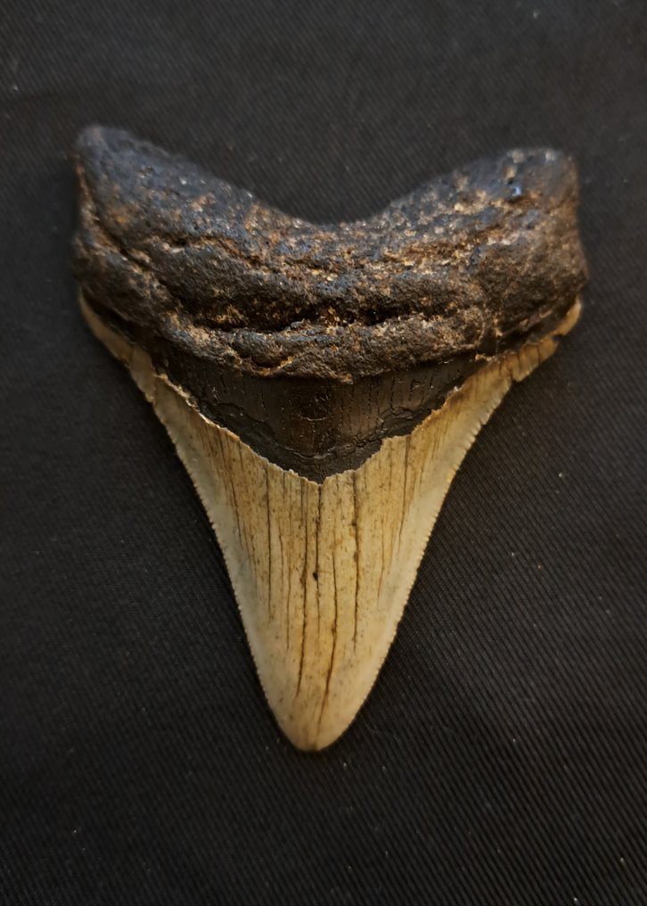 Megalodon - Fossil tand - nice USA MEGALODON TOOTH - 9.4 cm - 7.5 cm #2.1