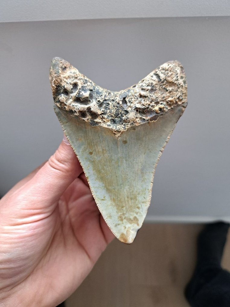 Megalodon - Fossil tand - USA MEGALODON TOOTH - 11.4 cm - 7.8 cm #1.2