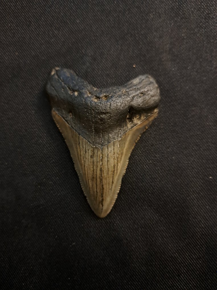 Megalodonte - Dente fossile - nice curvy USA MEGALODON TOOTH - 7.3 cm - 5.2 cm #1.2