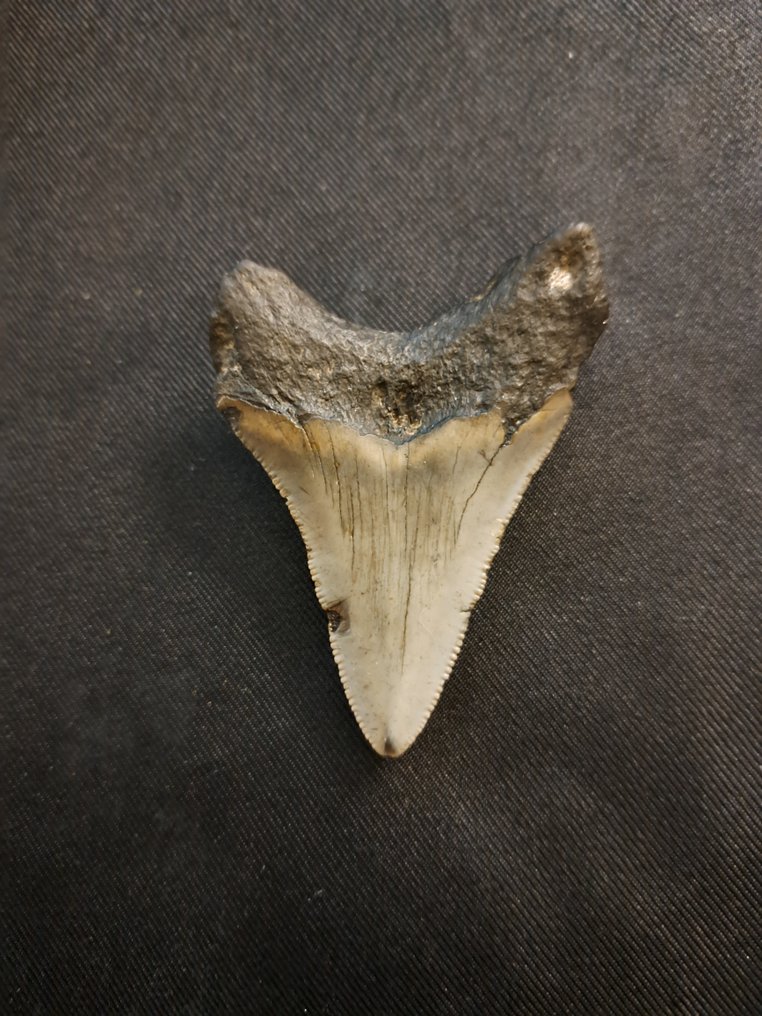 Megalodonte - Dente fossile - nice curvy USA MEGALODON TOOTH - 7.3 cm - 5.2 cm #2.1