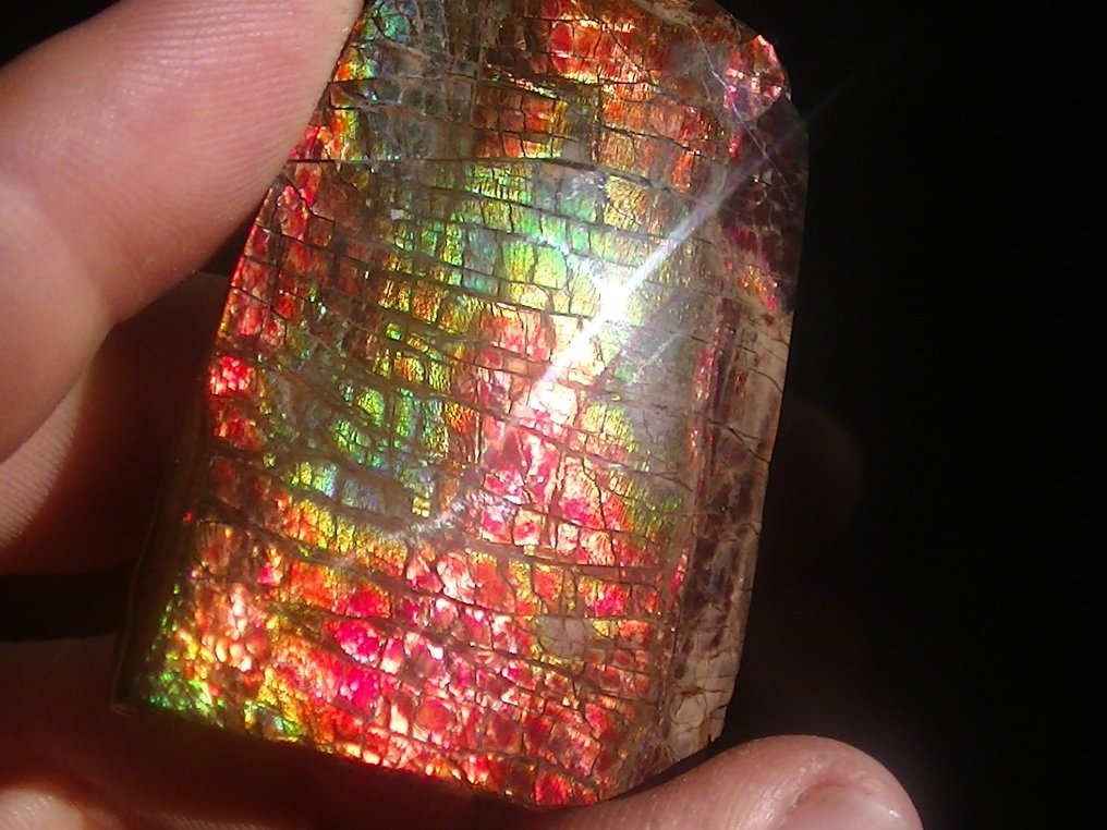 Ammolite - Απολιθωμένο κέλυφος - Placenticeras - 5.7 cm - 4 cm #2.2