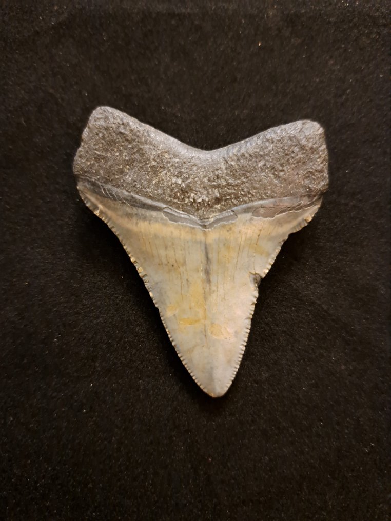 Megalodonte - Dente fossile - huge authentic USA MEGALODON TOOTH - 6 cm - 5 cm  (Senza Prezzo di Riserva) #1.2