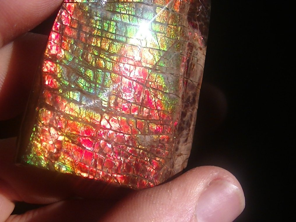Ammolite - Απολιθωμένο κέλυφος - Placenticeras - 5.7 cm - 4 cm #3.1