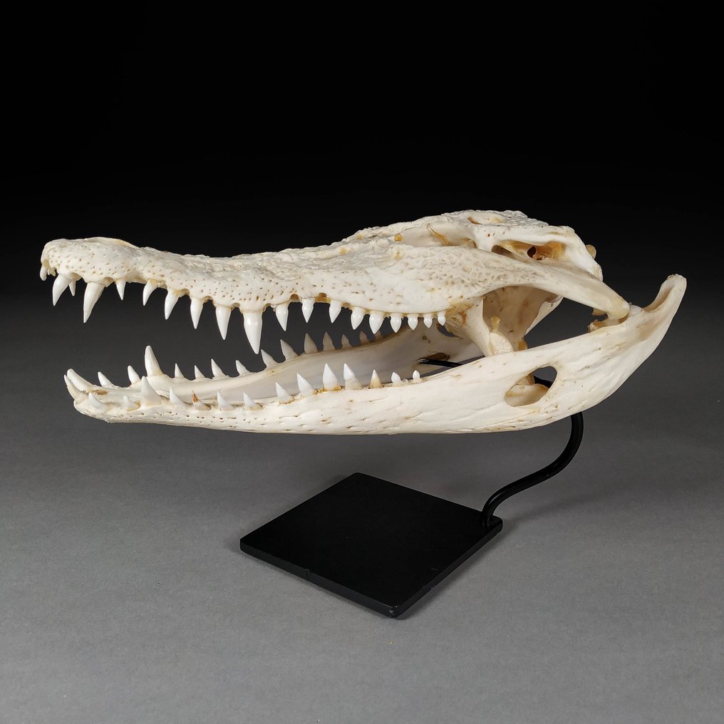 暹罗鳄 颅骨 - Crocodylus siamensis (with farm tag) - 12 cm - 10 cm - 28 cm- 《濒危物种公约》附录一 - 来源D #1.1
