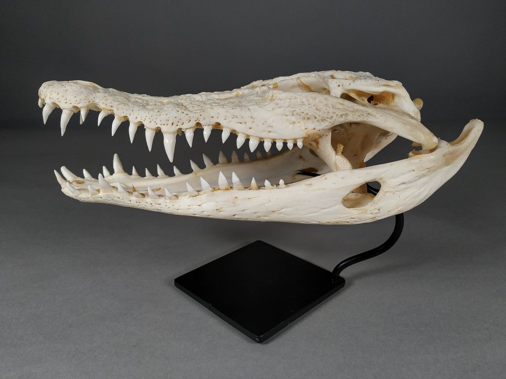 Siamese krokodil Schedel - Crocodylus siamensis (with farm tag) - 12 cm - 10 cm - 28 cm- CITES-bijlage I - bron D #2.2