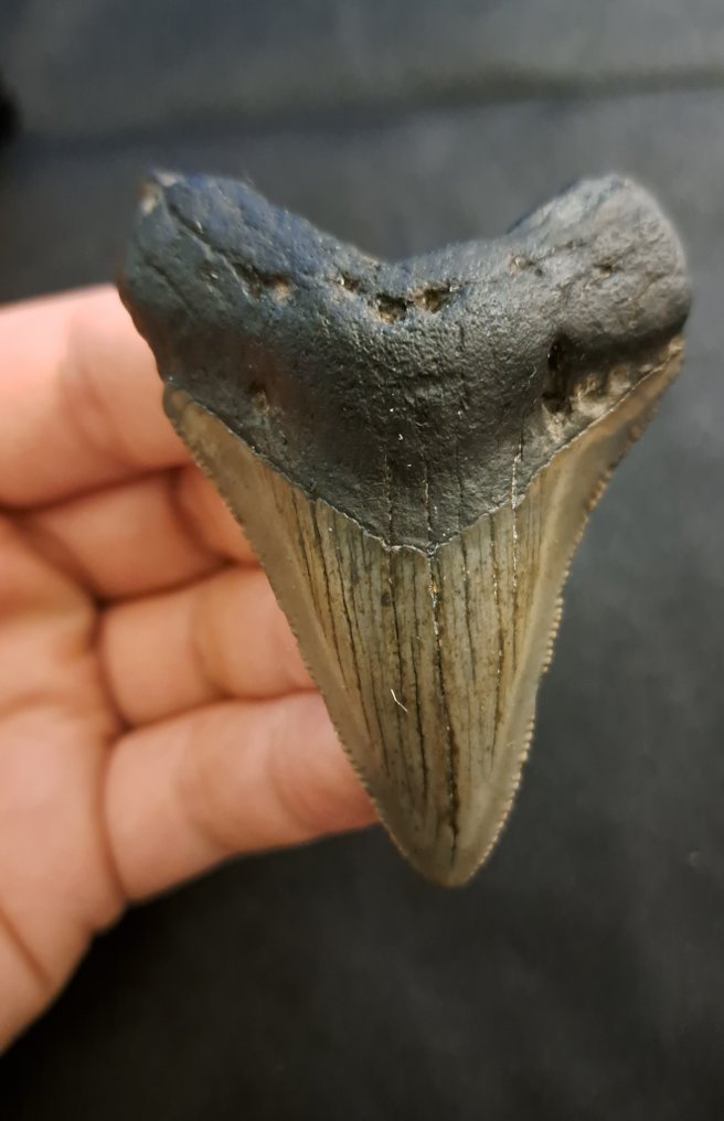 Megalodonte - Dente fossile - nice curvy USA MEGALODON TOOTH - 7.3 cm - 5.2 cm #1.1