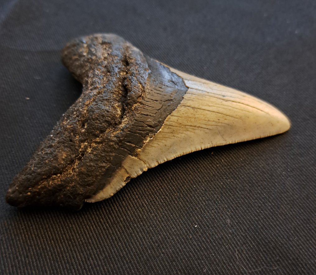 Megalodon - Fossil tand - nice USA MEGALODON TOOTH - 9.4 cm - 7.5 cm #1.2