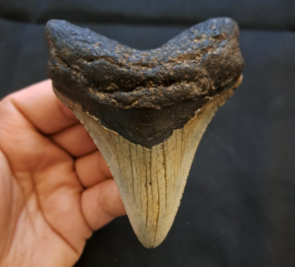 Megalodon - Fossil tand - nice USA MEGALODON TOOTH - 9.4 cm - 7.5 cm #1.1