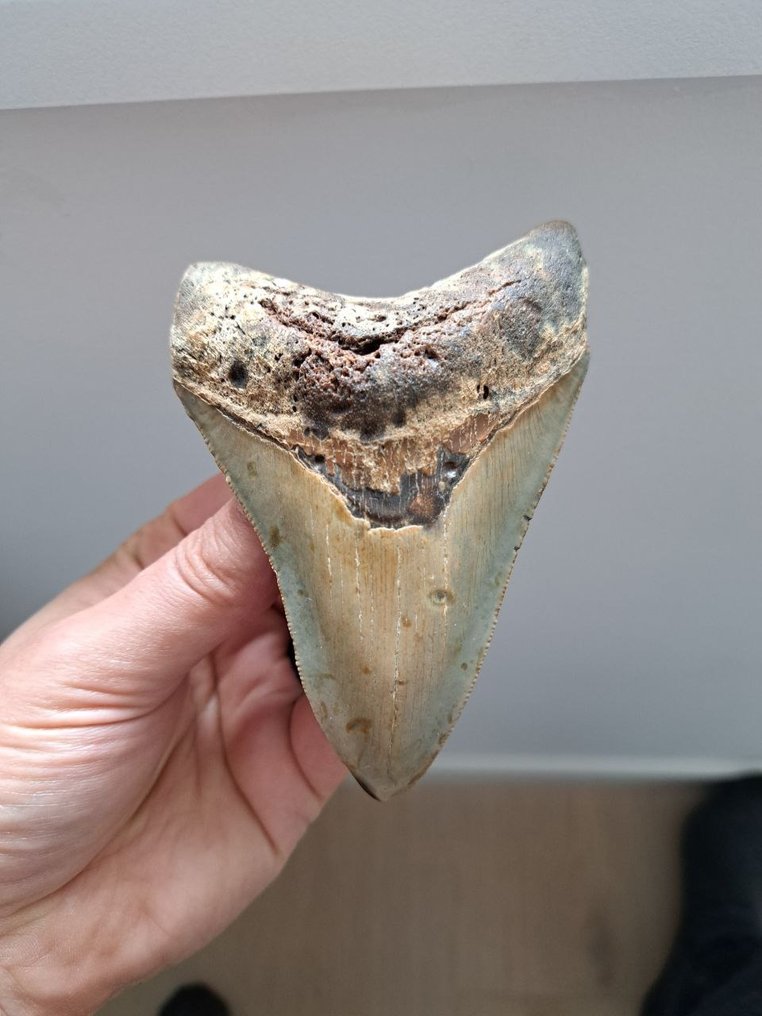 Megalodon - Fossil tand - USA MEGALODON TOOTH - 11.4 cm - 7.8 cm #1.1