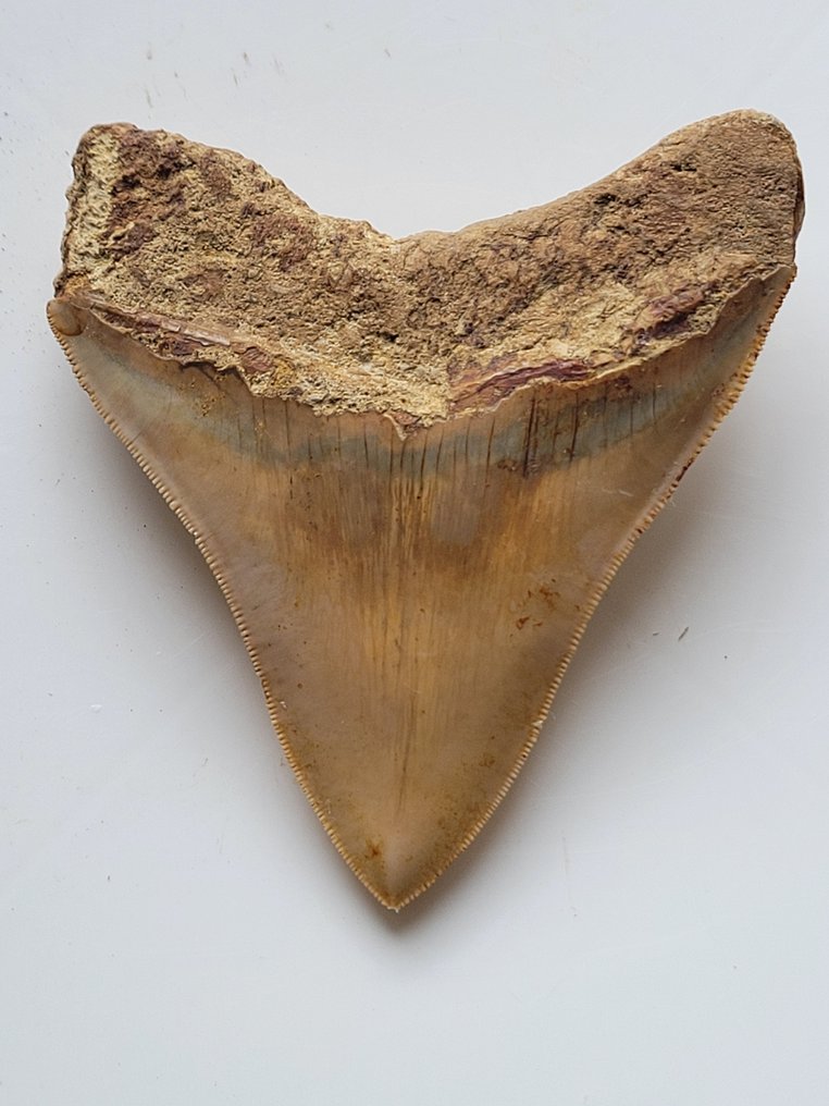 巨齿鲨 - 牙齿化石 - 10.8 cm - 9.3 cm #1.2
