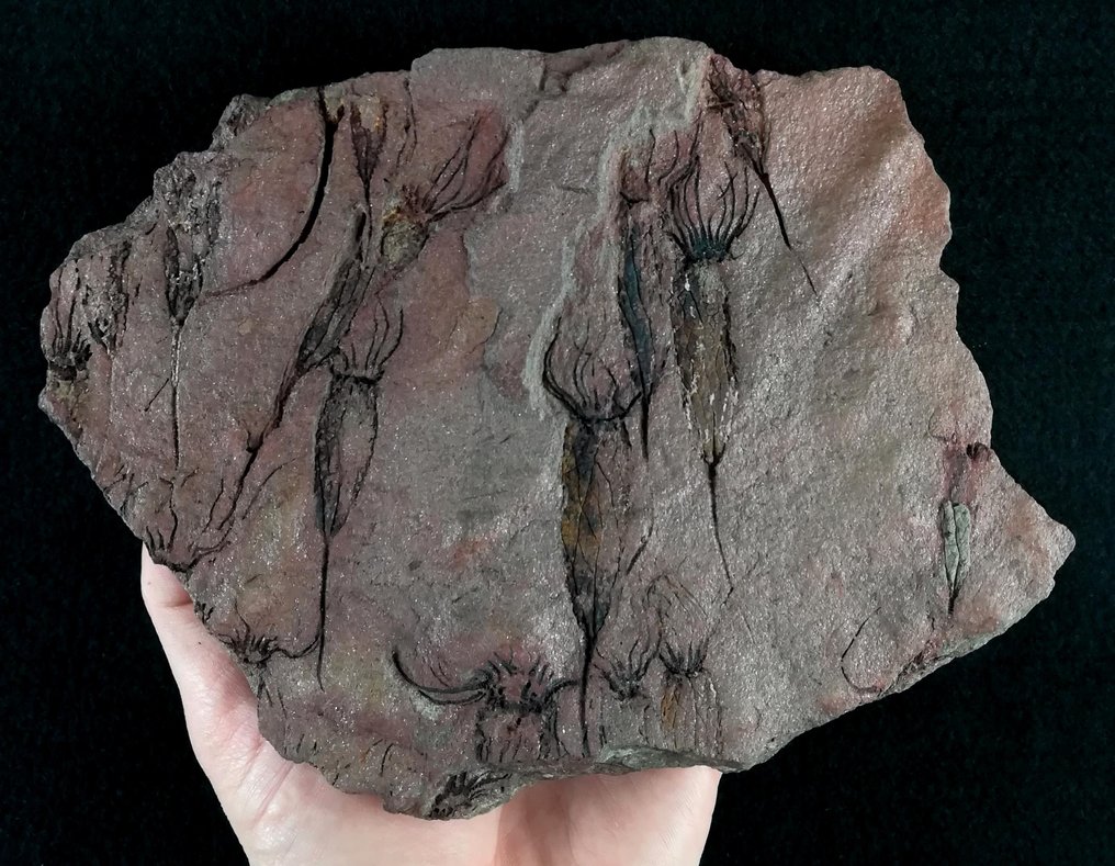 Equinodermo primitivo - Eocrinoideo - Animal fosilizado - Ascocystites drabowensis (Barrande, 1887) - 21.5 cm - 15 cm #2.2