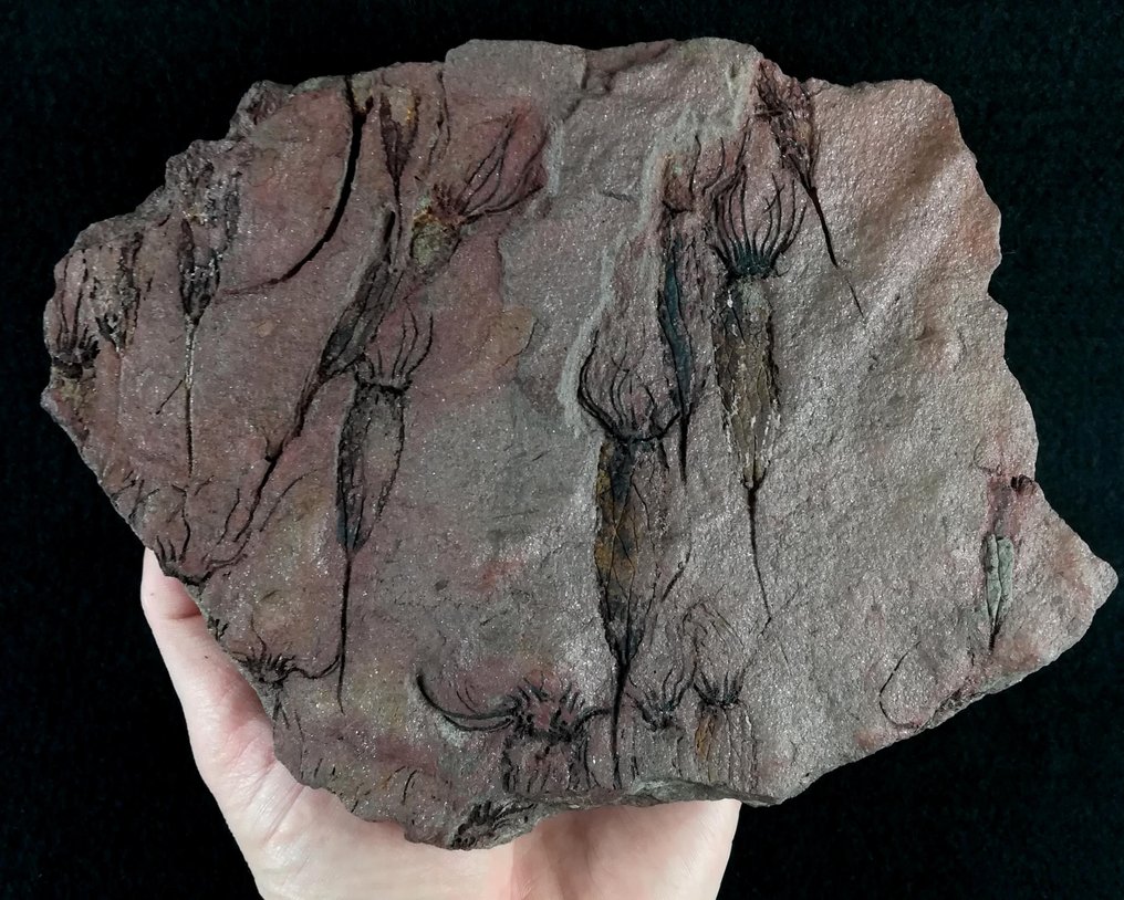 Equinodermo primitivo - Eocrinoideo - Animal fosilizado - Ascocystites drabowensis (Barrande, 1887) - 21.5 cm - 15 cm #3.2