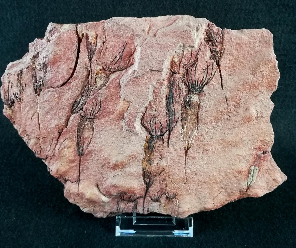 Primitív tüskésbőrű - Eokrinoid - Fosszilizálódott állat - Ascocystites drabowensis (Barrande, 1887) - 21.5 cm - 15 cm #2.1