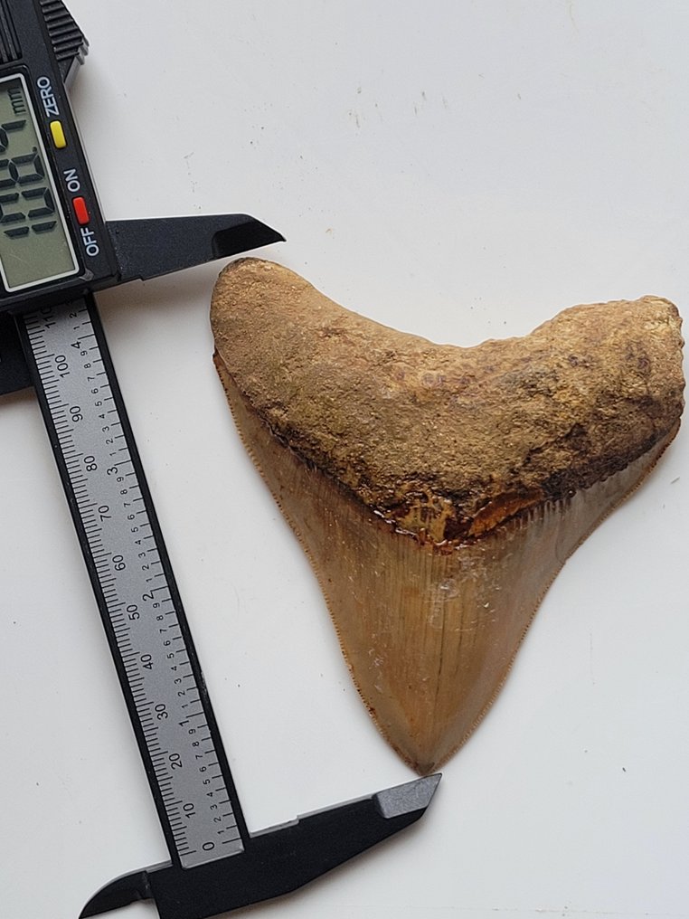 巨齿鲨 - 牙齿化石 - 10.8 cm - 9.3 cm #2.1